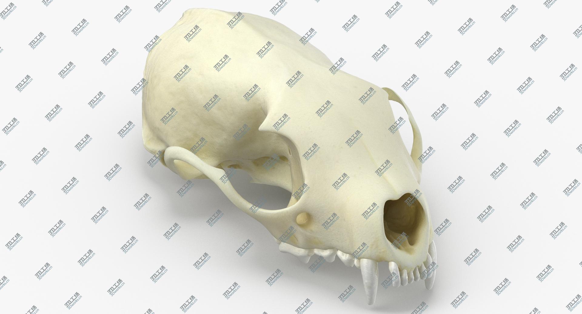 images/goods_img/2021040231/Real White Breasteed Marten Skull 01 3D model/1.jpg
